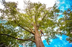 Best Tree Health Inspection  in Richardson, TX