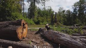 Best Hazardous Tree Removal  in Richardson, TX