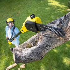 Best Lawn Pest Prevention  in Richardson, TX