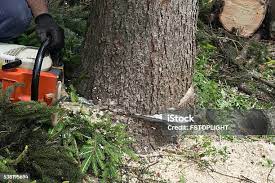 Lawn Pest Prevention in Richardson, TX