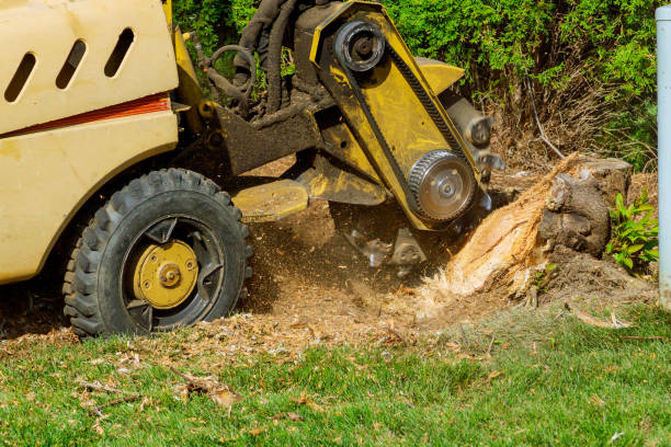 Best Lawn Watering Services  in Richardson, TX
