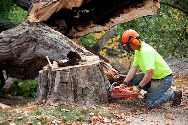 How Our Tree Care Process Works  in  Richardson, TX