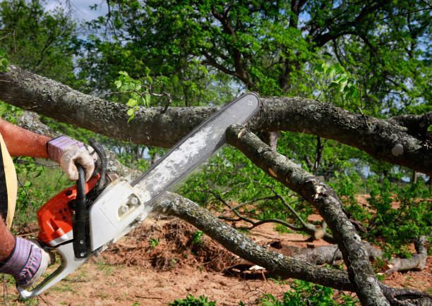 Best Tree Preservation Services  in Richardson, TX
